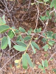 Image result for Hirpicium gazanioides