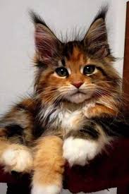 Pin On Beautiful Animals
