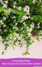 Jasmine plants bloom in the summertime and are known for their sweet, exotic fragrace on warm evenings. Star Jasmine Care And Growing Tips Joy Us Garden