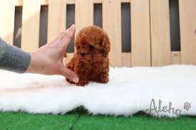 She S 3 Months Old And Now She Weighs 0 8 Pounds Micro Teacup Poodle Full And Curly Red Fur N Tea Cup Poodle Micro Teacup Poodle Teacup Puppies For Sale