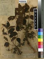 Image result for Lannea schimperi