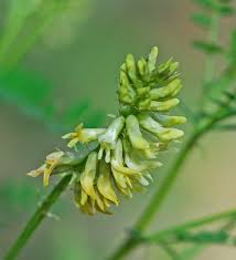 Image result for Agelanthus molleri