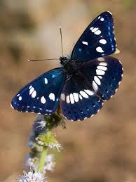 Limenitis Reducta Beautiful Butterflies Animals Butterfly Pictures