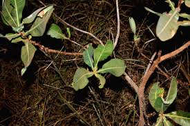 Image result for Terminalia brachystemma