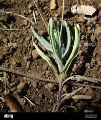 Image result for Emilia transvaalensis