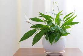 Achimenes « peach blossom ». Spathiphyllum Plante D Interieur Gamm Vert