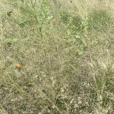 Image result for Sium repandum