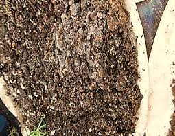 Maybe you would like to learn more about one of these? Is Mold In Your Soil Good Or Bad Pittmoss