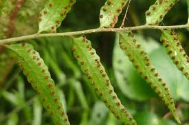 Image result for Arthropteris