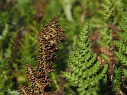 Image result for Anemiaceae