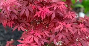 Acer palmatum, called japanese maple or smooth japanese maple (japanese: Acer Palmatum Royale Japanese Maple Topiary Gardens