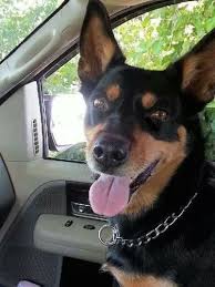 We did not find results for: Australian Kelpie