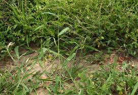 Image result for Urochloa brachyura