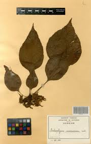 Image result for Antrophyum mannianum