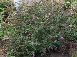 Plant butterfly bush in a prepared hole that's twice the width and depth of its rootball. Information On When And How To Transplant Butterfly Bushes