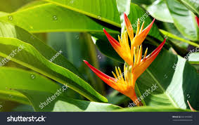 Image result for Strelitzia caudata