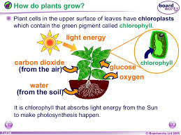 They are found in leaves and carry out photosynthesis and cellular respiration, along with other metabolic processes. 9 C Plants And Photosynthesis
