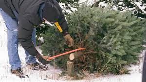 Buffalo Creek Christmas Tree Cutting 2022 Cutting Down Your Own Christmas Tree In Colorado | 9News.com