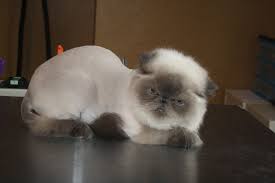 Himalayan cat expresses its needs via soft, pleasant, musical voice. Himalayan Persian Lion Cut National Cat Groomers Institute