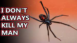 Black widow spiders have a smaller range than widow spiders. Black Widow Facts They Probably Won T Kill You Animal Fact Files Youtube