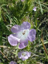 Image result for Cienfuegosia gerrardii