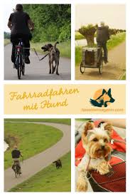 Fahrradfahren Mit Hund Dafur Gibt Es Im Grunde Fur Jeden Hund Die Passende Moglichkeit Ob Mit Hundefahrradanhanger Hun Fahrrad Fahren Hund Unterwegs Hunde