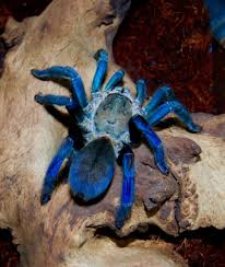 Blue Tarantula Tarantula Cobalt Blue Cobalt