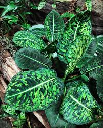 Pin On Plants