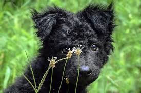 It is not recommended around children nor other dogs nor in urban spaces. Croatian Sheepdog Dog Breed Information American Kennel Club