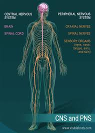 The central nervous system (cns) consists of the brain and the spinal cord, while the how does the central nervous system communicate with the other body organs? Nervous System Overview