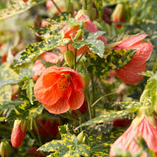 Image result for Abutilon rehmannii