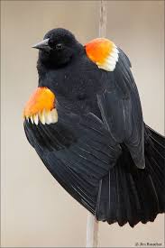 Black Bird With Red And Yellow Shoulders Recent Shots With Images Black Bird Pretty Animals Beautiful Birds
