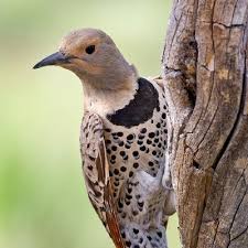 Image result for Colaptes auratus