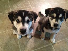 Black And Tan Labrador For Sale Http I Imgur Com Thaf8 Jpg Lab Mix Puppies Husky Lab Husky Lab Mix Puppy