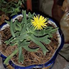 Image result for Hereroa glenensis