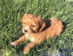 Find your new companion at nextdaypets.com. Petland Kansas City Has Cavapoo Puppies For Sale Check Out All Our Available Puppies Cavapoo P Puppy Friends Puppies For Sale Cavapoo Puppies For Sale
