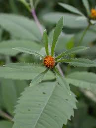 Image result for Bidens flagellata