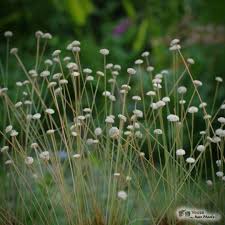 Image result for Syngonanthus