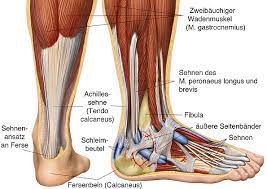 Anatomie Fuss Mit Sehnen Und Bander Achillessehne Tendo Calcaneus Bioaktive Kollagenpeptide