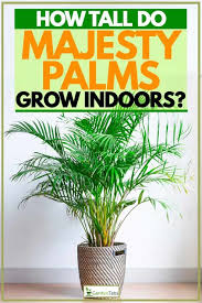 Majesty palms, or ravenea rivularis, are large inexpensive plants that look good when first purchased but often quickly decline. How Tall Do Majesty Palms Grow Indoors Garden Tabs