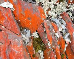 Image of Red algae on rocks