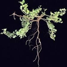 Image result for Rhynchosia albissima