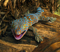 Tokay Gecko Facts Habitat Diet Pet Care And Pictures