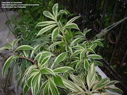 De costus arabicus variegata is een echte blikvanger met felgroene en witte bladeren. Plantfiles Pictures Hellenia Variegated Crepe Ginger Variegated Spiral Ginger Foster Variegated Hellenia Speciosa By Carambola