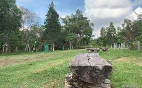 With various natural habitats such as open grasslands, freshwater wetlands and a secondary rainforest, the park is a haven for biodiversity and a great place for visitors to enjoy the best of nature. Tampines Eco Green Back To Nature Vibes Little Day Out