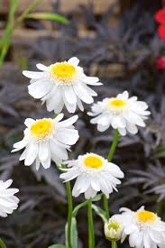 Image result for Ipomoea leucanthemum