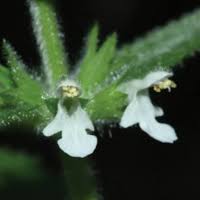 Image result for Stachys aculeolata