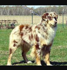 We did not find results for: Australian Shepherd And Husky Mix Australian Shepherd Aussie Dogs Australian Shepherd Dogs