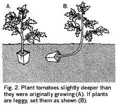 Explore more like tomato plant roots depth. Our Visiting Professor Digs Into Tomato Planting Depth The Garden Professors