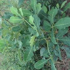 Image result for Vitex doniana